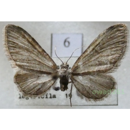 Eupithecia vulgata (Haworth, 1809) Czech6